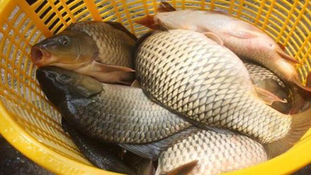 8 loại cá "đại bổ" giàu chất dinh dưỡng bậc nhất, vừa ngon vừa rẻ có rất nhiều ở Việt Nam - 1