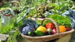 Top 7 loại rau vẫn bội thu dù trồng thiếu nắng