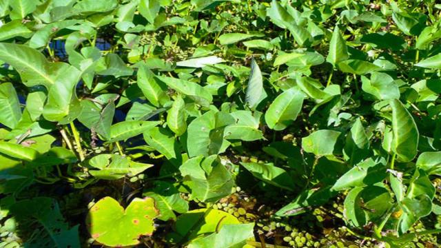 Rau muống nước là loại cây bán thủy sinh thường có thân to mập có màu đỏ tía hoặc xanh lá