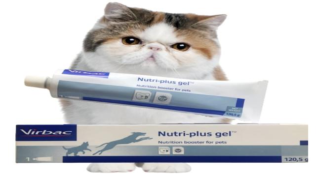 Gel dinh dưỡng cho mèo Virbac - Nutri Plus