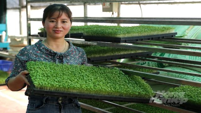Nhờ có những quyết sách sáng suốt, sau 2 năm thị trường sàng lọc, HTX Thanh Hà đã phát triển tốt thương hiệu cơ sở sản xuất rau mầm có uy tín trên thị trường. Ảnh: Diệu Vy.