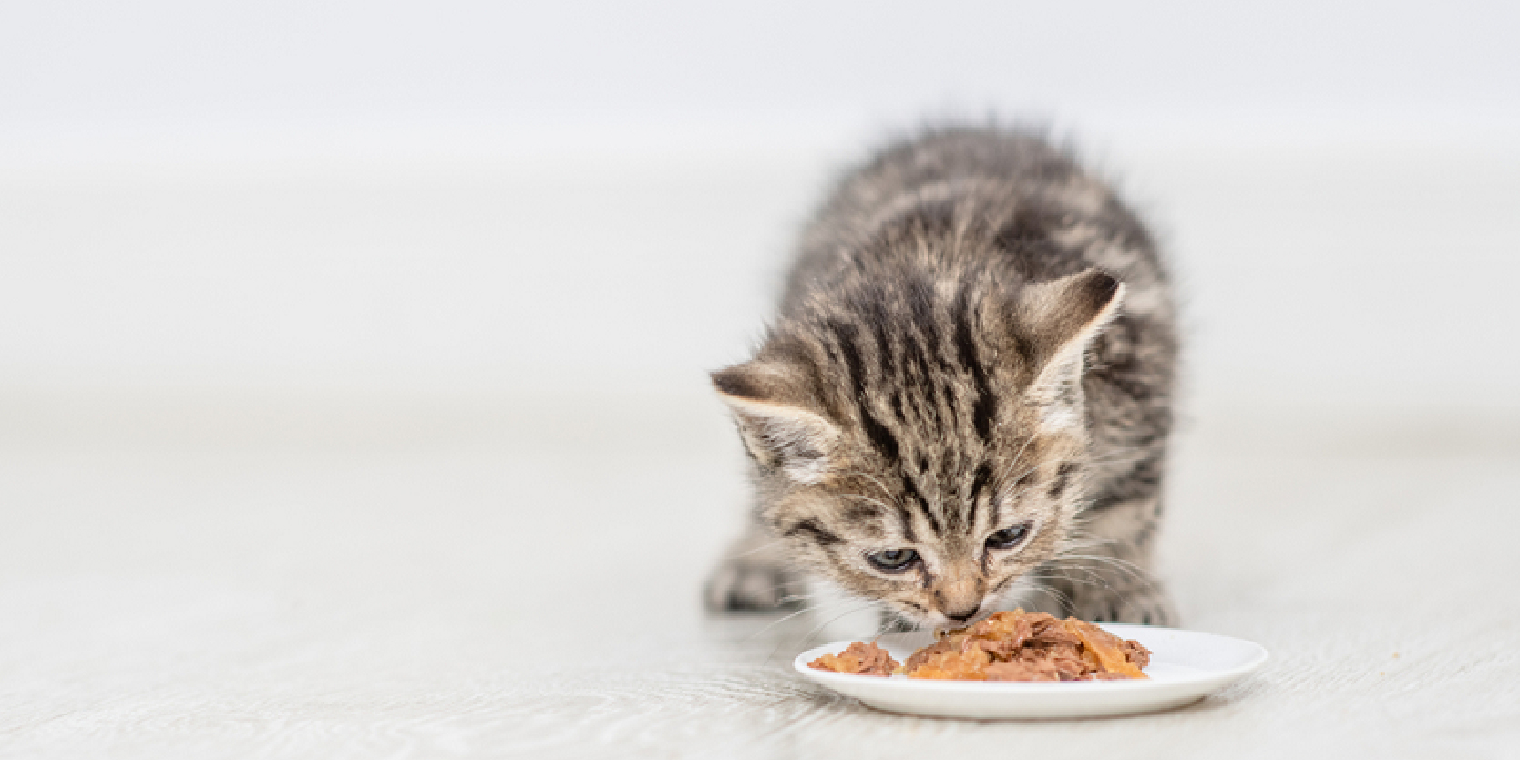 Thức ăn dinh dưỡng cho mèo