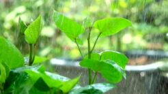 Cách trồng rau mùa mưa và cách chăm sóc hiệu quả
