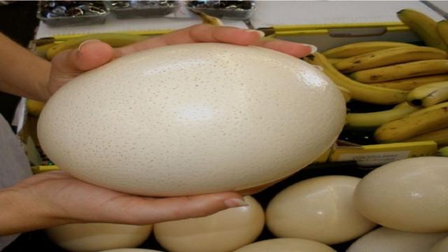 Trứng đà điểu | Giá trứng đà điểu bao nhiêu tiền 1 quả hiện nay 2022?